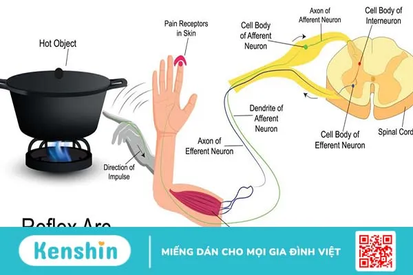 Cung phản xạ là gì? Ví dụ và ứng dụng của cung phản xạ trong cuộc sống