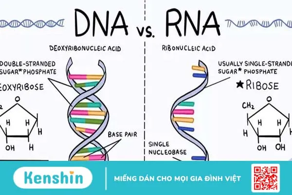 Đặc điểm chung của DNA và RNA là gì? Có sự khác biệt nào hay không?