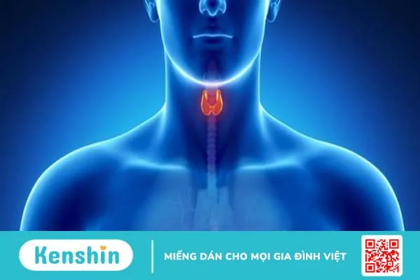 Đánh giá hạch tuyến giáp và dấu hiệu nhận biết ung thư tuyến giáp