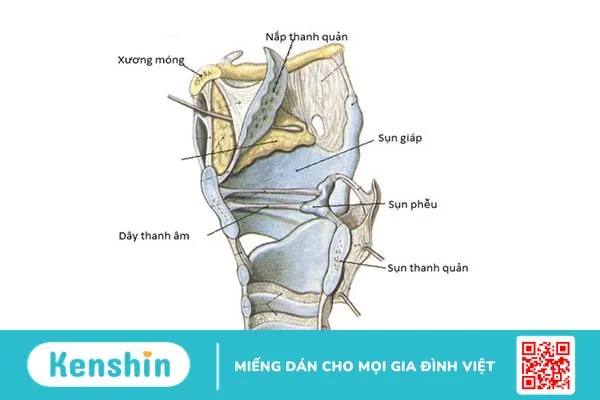 Dây thanh quản là gì? Dây thanh quản nằm ở đâu?