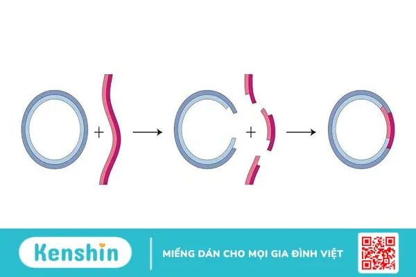 DNA tái tổ hợp là gì? Ý nghĩa của DNA tái tổ hợp trong y học