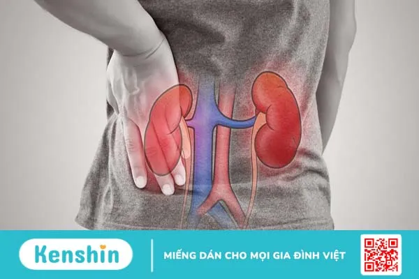 Độ echogen thận kém hơn gan là sao?