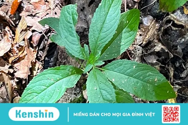 Độc tính của cây lộc mại: Ai cũng cần cảnh giác!