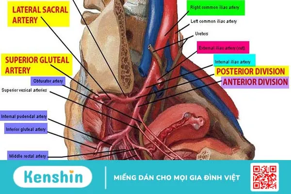 Động mạch chậu: Cấu trúc, chức năng và các bệnh lý thường gặp