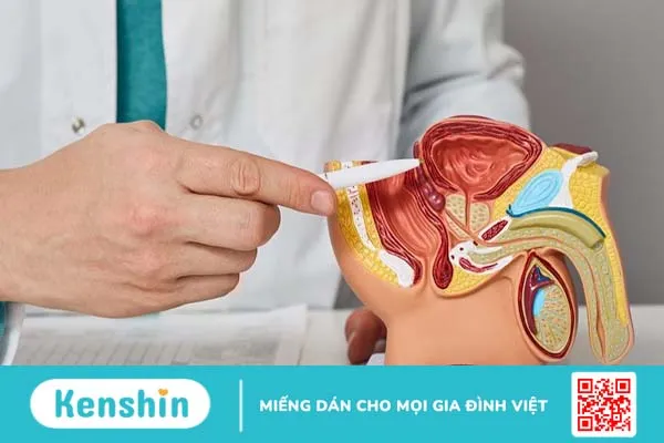 Giải phẫu dương vật và một số bệnh thường gặp ở dương vật của nam giới