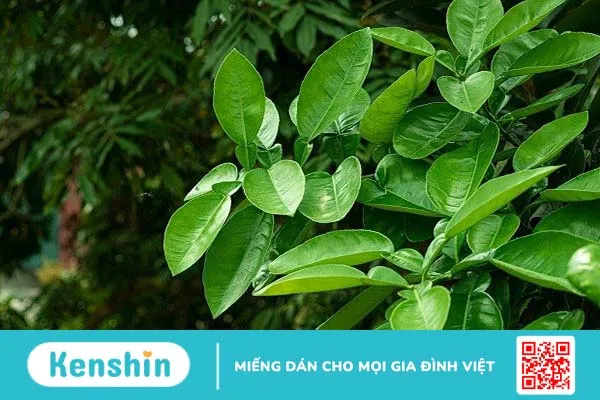 Gội đầu bằng lá bưởi có tác dụng gì? Gội sao cho đúng cách?