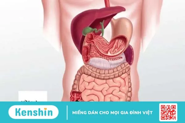 Hồi tràng là gì? Các bệnh lý hồi tràng thường gặp