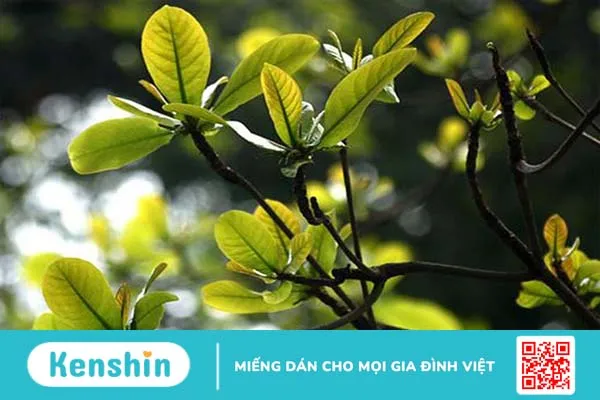 Hướng dẫn các cách chữa bệnh trĩ bằng lá bàng