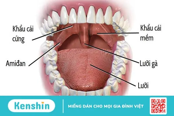 Lưỡi gà dài là gì? Cách điều trị và những lưu ý sau điều trị