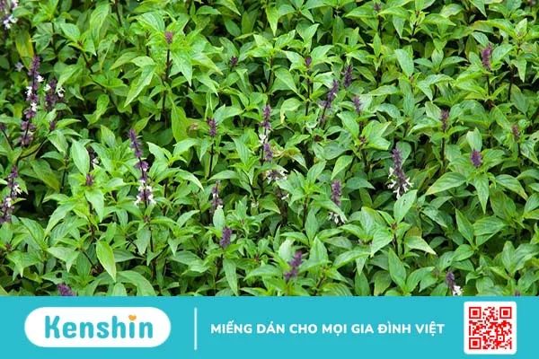 Mách bạn 10 công dụng tuyệt vời của rau quế