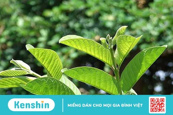 Mách bạn cách chữa bệnh trĩ bằng lá ổi và những điều cần lưu ý