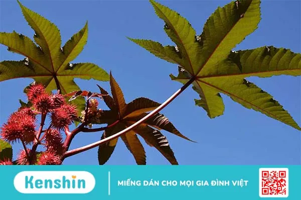 Mẹo sử dụng cây thầu dầu tía chữa bệnh trĩ hiệu quả