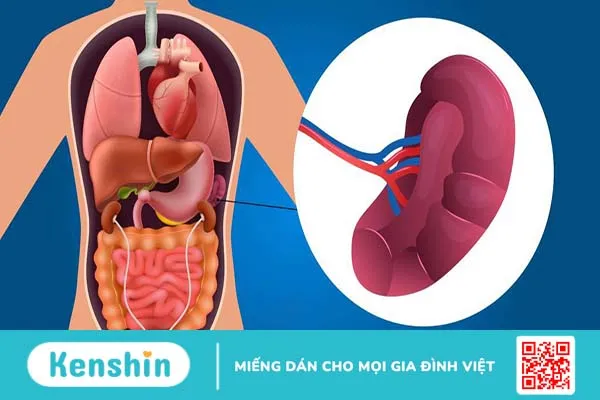 Một số triệu chứng vỡ lá lách và cách điều trị vỡ lá lách