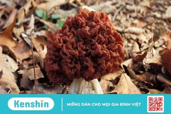 Nấm false morel có ăn được hay không?