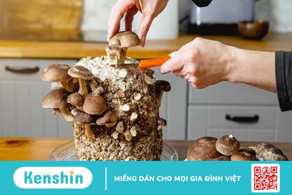 Nấm Shiitake là gì? Nấm Shiitake có tác dụng gì với sức khỏe?