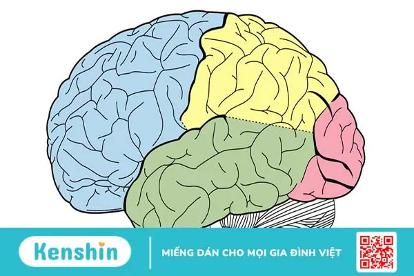 Não người có mấy thùy và đảm nhận chức năng gì?