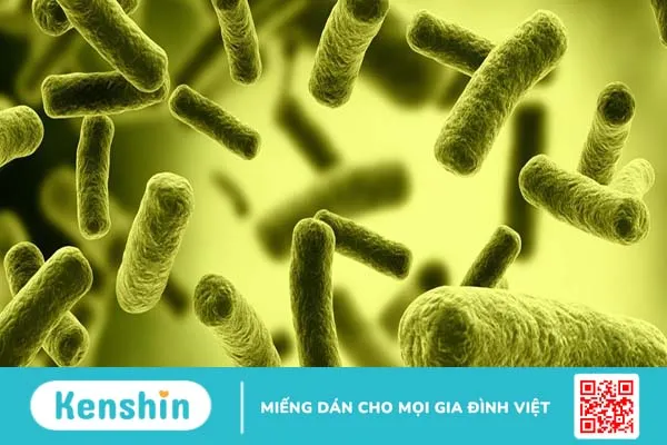 Ngộ độc E coli khi sử dụng thực phẩm có triệu chứng ra sao? Cách phòng ngừa