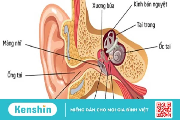 Phác đồ điều trị nấm ống tai ngoài và những cách phòng tránh bệnh