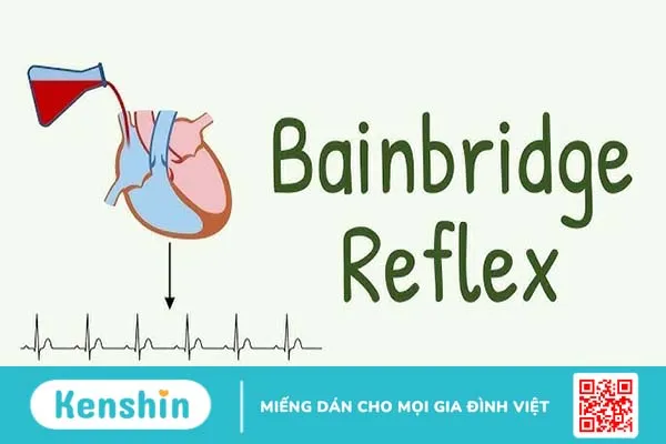 Phản xạ Bainbridge và cơ chế điều hòa nhịp tim