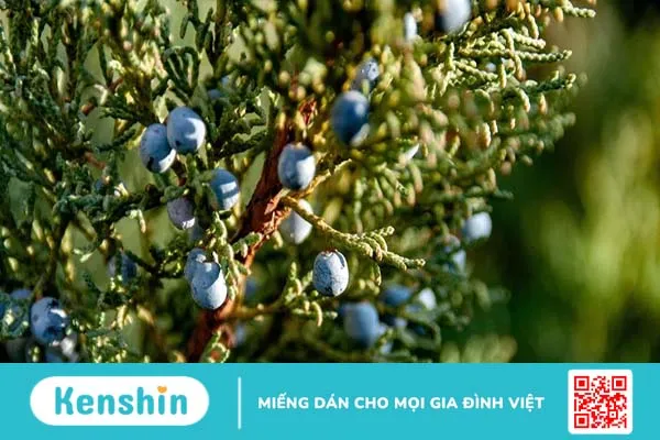 Quả bách xù (Juniper berry) là gì? Tác dụng sức khỏe của quả bách xù