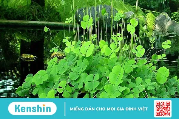 Rau bợ là gì? Rau bợ có tác dụng như thế nào đối với sức khỏe?