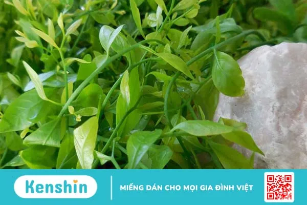 Rau sắng là gì? Thành phần dinh dưỡng như thế nào?