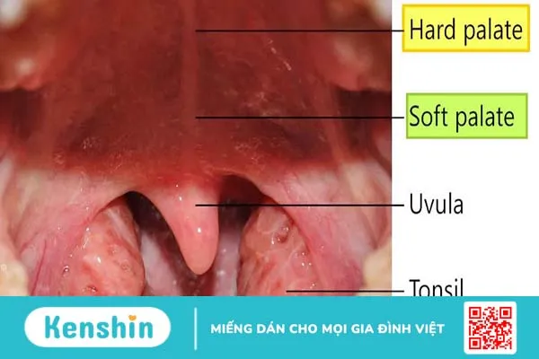 Soft palate là gì? Cấu tạo và chức năng của soft palate