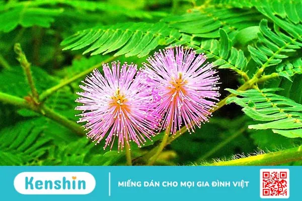 Sử dụng cây xấu hổ chữa bệnh trĩ có hiệu quả không?