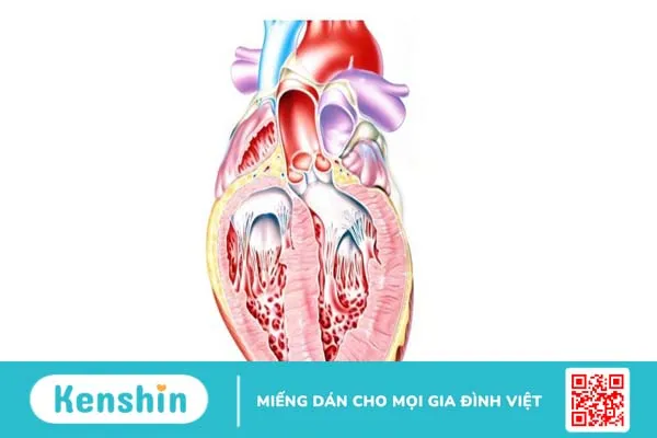 Tâm thất là gì? Các vấn đề sức khỏe thường gặp ở tâm thất