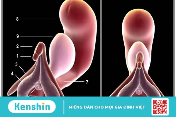 Tìm hiểu Clitoris là gì? Cấu tạo, chức năng và biện pháp chăm sóc Clitoris tốt nhất