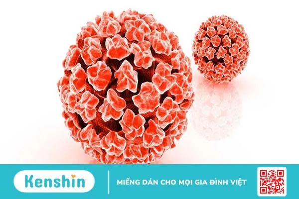 Tìm hiểu HPV là gì?