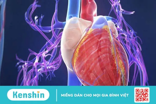 Tìm hiểu về tăng sinh cơ bè thất trái quá mức