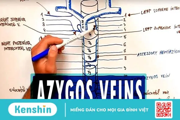 Tĩnh mạch Azygos có vai trò gì? Các bệnh lý liên quan đến tĩnh mạch Azygos