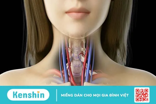 Tĩnh mạch cổ nổi có nguy hiểm không? Làm gì khi tĩnh mạch cổ nổi lên