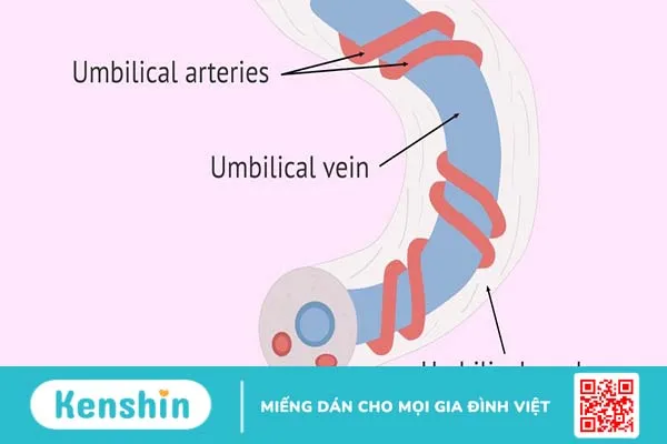 Tĩnh mạch rốn: Cấu trúc, chức năng và những điều cần biết