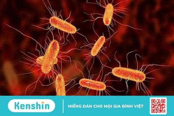 Triệu chứng ngộ độc thực phẩm do Clostridium perfringens