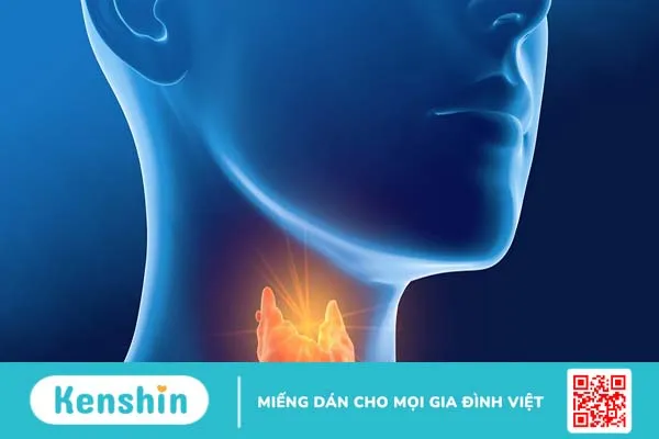 Tuyến giáp nằm ở đâu và nó đóng vai trò gì trong cơ thể?