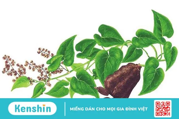 Uống hà thủ ô cần kiêng gì để tránh tác dụng phụ?