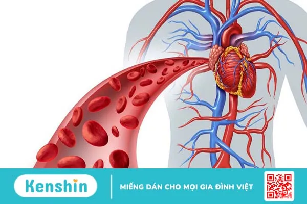 Van tĩnh mạch là gì? Triệu chứng cảnh báo van tĩnh mạch bị hỏng