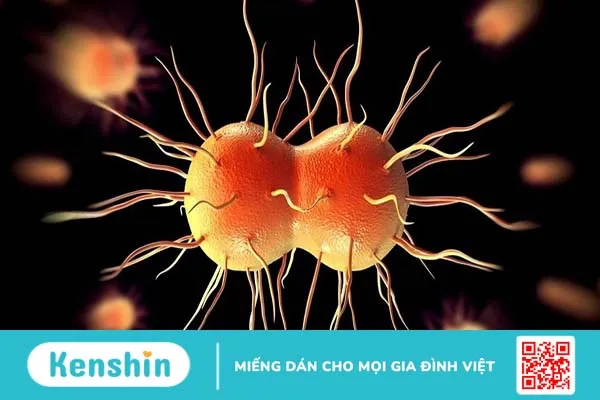 Vi khuẩn Neisseria Gonorrhoeae: Tìm hiểu về đặc điểm và con đường lây truyền