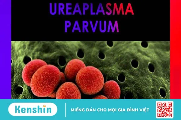 Vi khuẩn ureaplasma parvum gây bệnh gì?