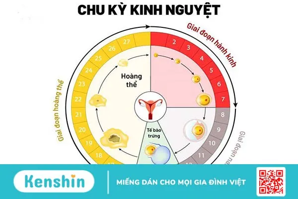 Vừa hết kinh 7 ngày quan hệ có bầu không?